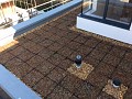 Another view of a green roof